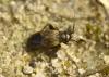 Chlamydatus saltitans